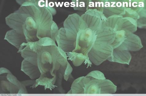 Clowesia amazonica